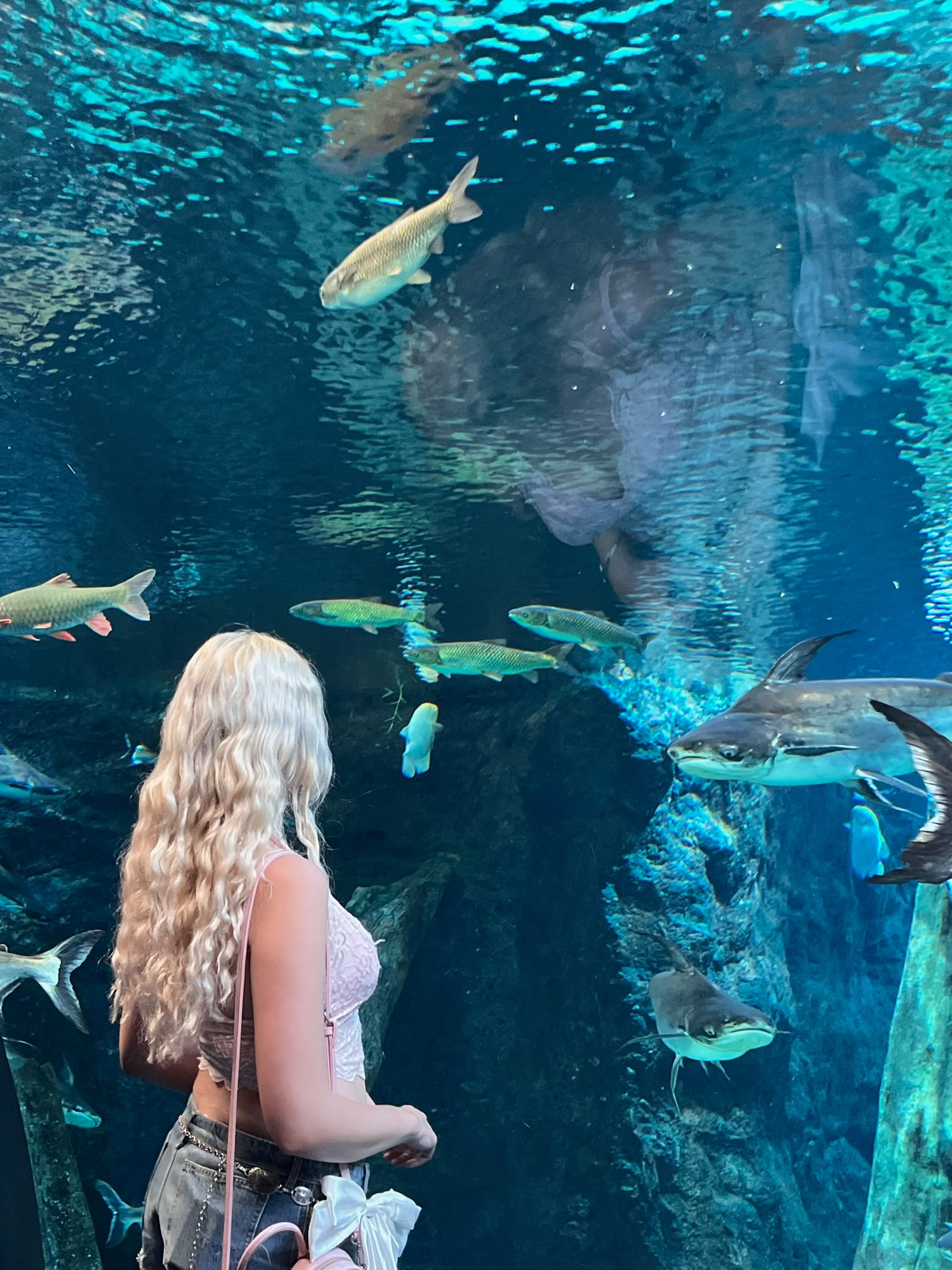 fotitos en el acuario