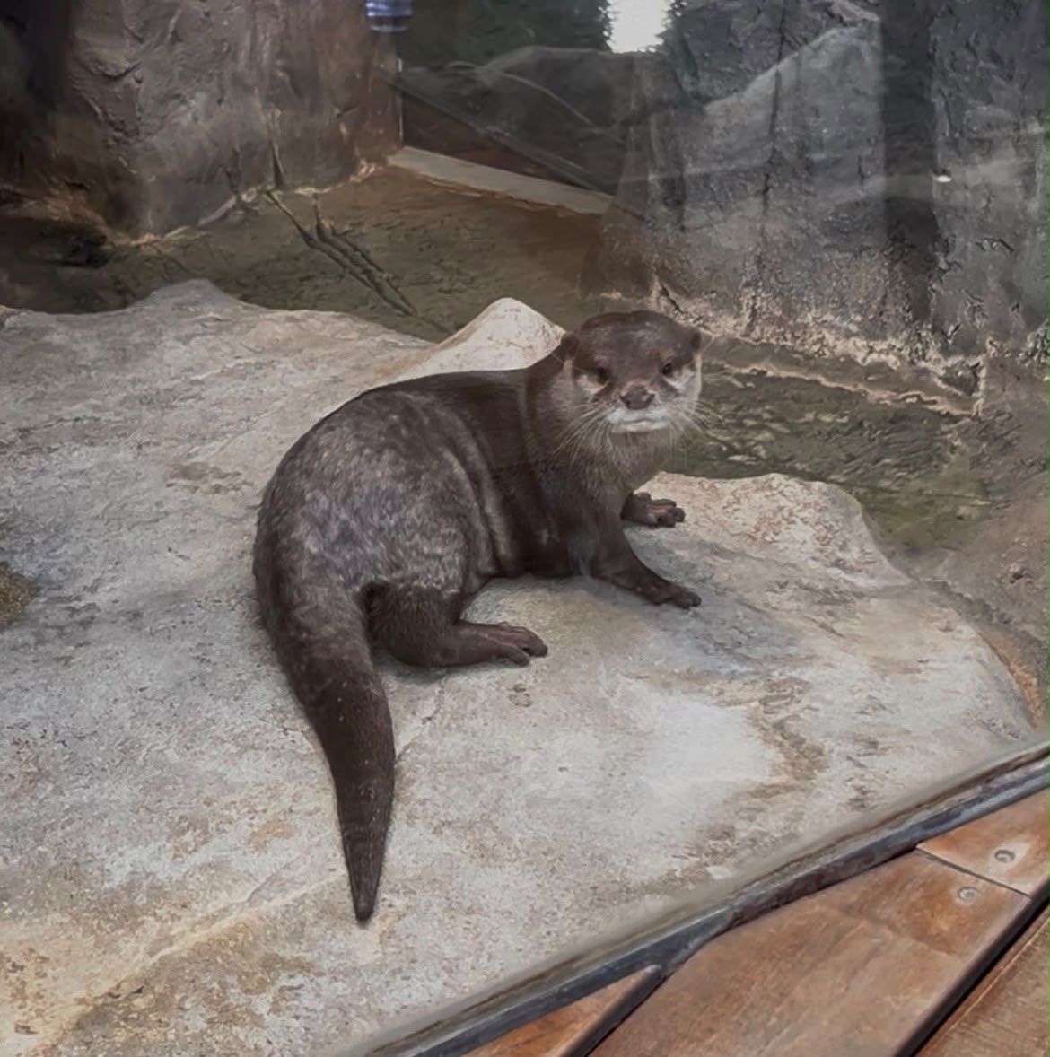 nutria