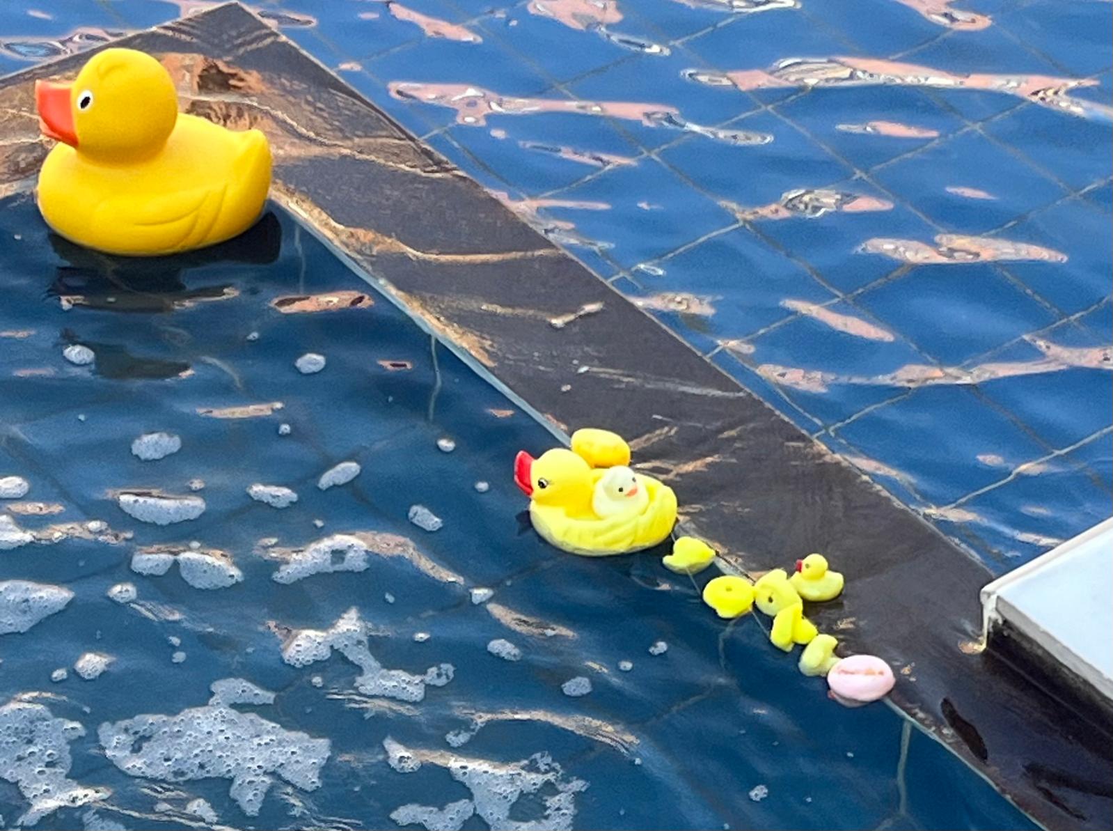 patitos